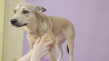 Profesyonel tımarcı, kuaförde saç fırçalayıp, saçlarını kurutuyor. Köpek stili. Profesyonel bakım ve hayvan bakımı
