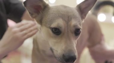 Profesyonel tımarcı, kuaförde saç fırçalayıp, saçlarını kurutuyor. Köpek stili. Profesyonel bakım ve hayvan bakımı