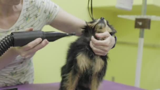 Mujer Del Peluquero Está Secando Cuidadosamente Pelo Perro Spitz Negro — Vídeos de Stock