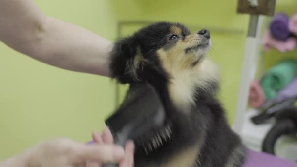 Krullend Zwart Spitz Hond Grooming Salon Bruidegom Droogt Vacht Van — Stockvideo