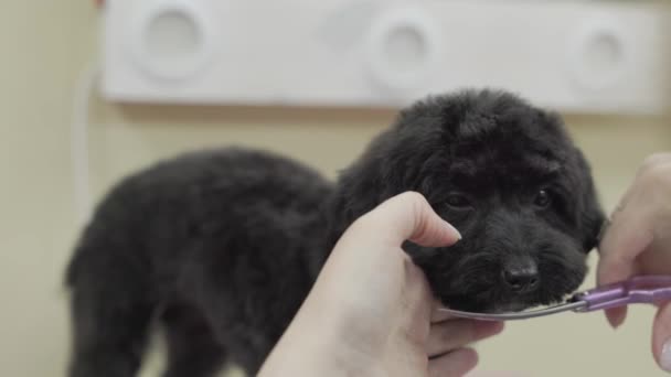 Schöne Pudelhündin Wird Salon Gepflegt Professionelle Pflege Eines Hundes Einem — Stockvideo