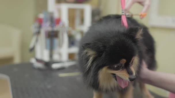 Zwarte Pomeranian Dog Wordt Verzorgd Salon Professionele Verzorging Van Een — Stockvideo