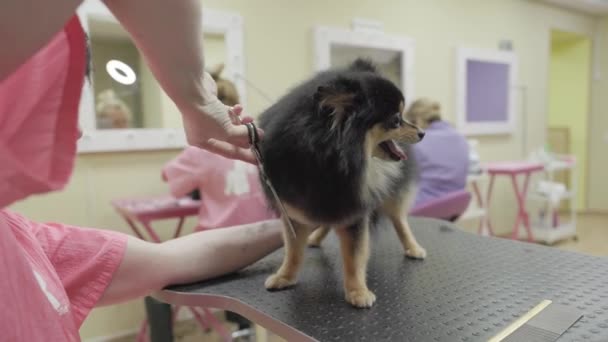 Perro Pomerania Negro Siendo Arreglado Salón Profesional Cuida Perro Salón — Vídeo de stock