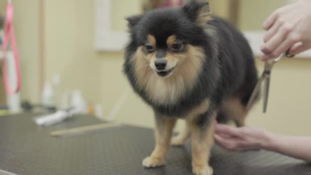 Zwarte Pomeranian Dog Wordt Verzorgd Salon Professionele Verzorging Van Een — Stockvideo