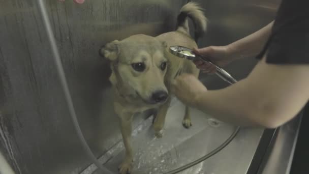洗澡时害怕的狗在洗澡 马屁精在动物园或狗舍洗澡 专业护理和动物护理 — 图库视频影像