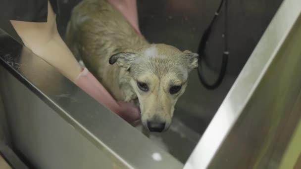 Perro Asustado Baño Durante Lavado Peluquero Está Bañando Perro Mestizo — Vídeos de Stock