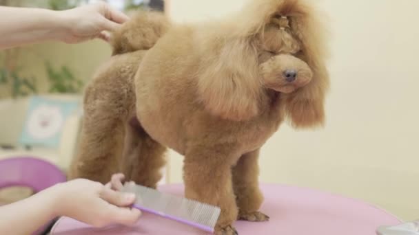 一只成年的金毛狮子狗站在宠物店的桌子上 用毛刷梳理着雌性手 — 图库视频影像