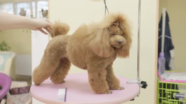 Female Hands Hair Brush Combing Adult Golden Poodle Standing Table — Stock Video