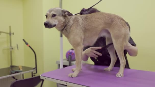 Vrouw Professionele Groomer Het Drogen Van Bastaard Hond Met Behulp — Stockvideo