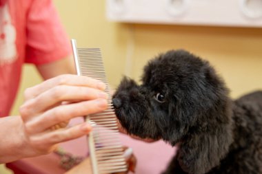 Köpek kuaföründe kuaförlük yapmak için siyah kaniş masanın üstünde. Köpeğin yüzünü son kez fırçalama işlemi. Bir köpek görünümünün namlusu