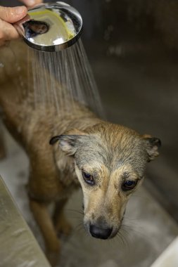Groomer duştaki kırma köpeği yıkıyor. profesyonel hayvan bakımı