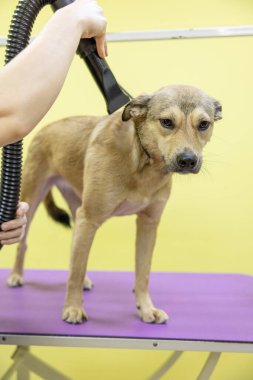 Tımar eden hayvanlar, tımar eden, kurutan ve şekillendiren köpekler, tarayan yünler. Bakım ustası kesiyor, tıraş oluyor, köpeğe bakıyor..