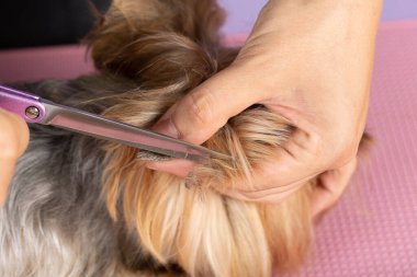 Metal makası ve köpek kürkünü kafaya yakın çekim. Veteriner hayvandan fazla saç kesiyor. Hayvan bakımı ve köpek bakımı kavramı.