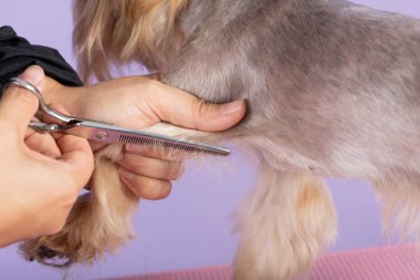 Profesyonel tımar, uzun zamandır sertleştirilmiş köpek patileri, hayvan bakımı, şirin kürkler kesiyor. Bir Yorkshire teriyerini tımar eden tımarcı.