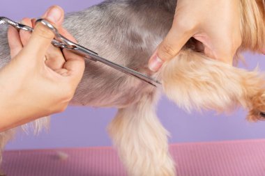 Profesyonel tımar, uzun zamandır sertleştirilmiş köpek patileri, hayvan bakımı, şirin kürkler kesiyor. Bir Yorkshire teriyerini tımar eden tımarcı.