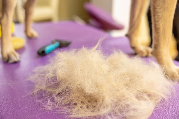 comb for combing wool from animals. pile of dog fur. Animal care and care