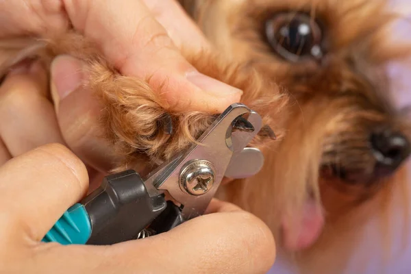 process of cutting dog claw nails of a small breed dog with a nail clipper tool, close up view of dog\'s paw, trimming pet dog nails manicure.