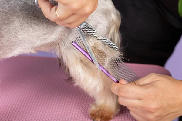 Professionele Groomer Snijdt Langharige Hondenpootjes Dierenvoetverzorging Snijden Bont Groomer Verzorgen — Stockfoto