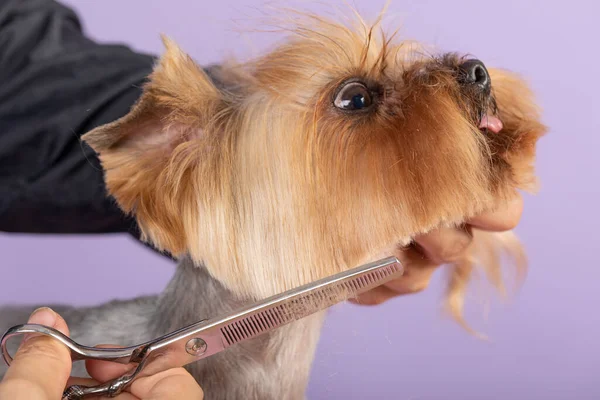 Wechselnde Frisur Yorkshire Terrier Bleibt Stehen Während Sein Unteres Fanghaar lizenzfreie Stockbilder