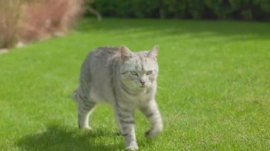 Gri kısa boylu kedi dışarıda yürüyor. Kedi kendi bölgesinde yürüyor. Yeşil bölgede evcil kedi yürüyor.
