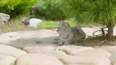 Ağacın altında güneşten saklanan gri ev kedisi. Kedi dışarıda yürüyor.