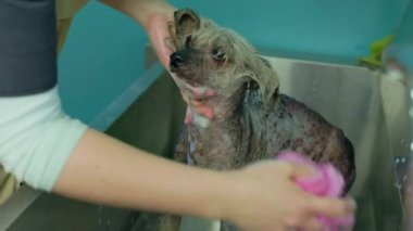 Kuaför masaj hareketlerini yıkıyor. Çin armalı köpek şampuan ve havluyla. Profesyonel tımar veteriner stüdyosunda, veteriner kliniğinde hijyen prosedürleri. Hayvanlara önem ver..
