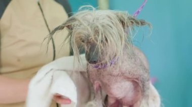 Kuaförde havluya sarılı ıslak, itaatkar kıvırcık Çin armalı köpek tımarhanesine yakın çekim. Kadın evcil hayvanı yıkadıktan sonra havluyla dikkatlice siler..