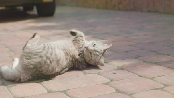 Çizgili Kedi Yalan Söylüyor Sırtüstü Dönüyor Farklı Yönlere Bakıyor Tembel — Stok video