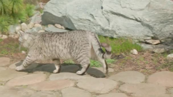 Gato Gris Taquigrafía Caminando Aire Libre Gato Camina Alrededor Territorio — Vídeos de Stock