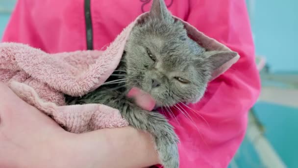 Szary Kot Ręczniku Ramionach Młodej Białej Kobiety Widok Przodu Portret — Wideo stockowe