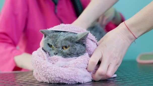 灰猫在美容院里 美容师在洗完后正在擦干猫的头发 防止跳蚤和虱子 发型师用毛巾梳理和擦干猫 — 图库视频影像