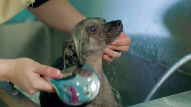 Pflegerin Wäscht Gießdusche Chinesischer Haubenhund Badezimmer Professionellem Schönheitssalon Hände Aus — Stockvideo