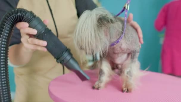 Groomer Στεγνώνει Κινέζικο Τρίχωμα Σκύλου Στεγνωτήρα Μαλλιών Ένα Τραπέζι Καλλωπισμού — Αρχείο Βίντεο
