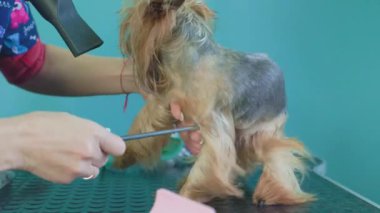 Saç kesim sırasında kuaförde şirin Yorkshire Teriyeri, veteriner kliniğinde komik küçük bir köpek. Groomer bir saç kurutma makinesiyle kuruyor ve bir Yorkshire teriyerini tarıyor.