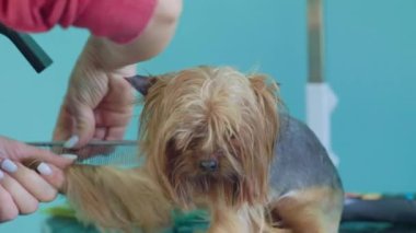 Saç kesim sırasında kuaförde şirin Yorkshire Teriyeri, veteriner kliniğinde komik küçük bir köpek. Groomer bir saç kurutma makinesiyle kuruyor ve bir Yorkshire teriyerini tarıyor.
