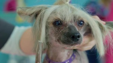 Şirin Çin armalı köpek kuaförde tımar ediliyor. Uzman bir kuaförde profesyonel bir köpek bakımı. Groomer 'ın elleri makasla. Köpek çerçeveye bakar..