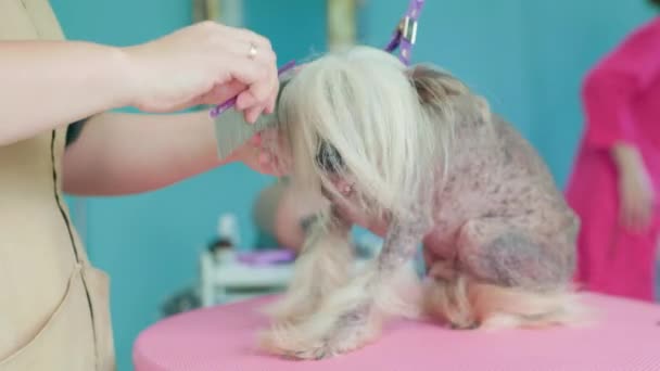 在美容院的梳妆台上 美容师用吹风机擦干和梳理中国的狗毛 动物理发师 宠物狗护理 — 图库视频影像