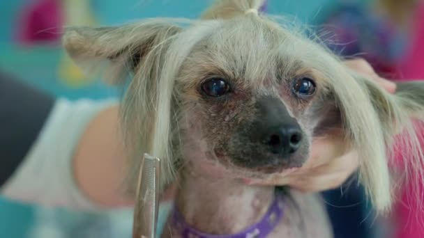 Aranyos Kínai Crested Kutya Egyre Ápolt Szalonban Szakmai Törődik Kutya — Stock videók