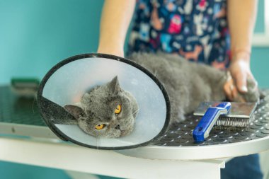 E- yaka takan tedirgin bir kedi, tırnak temizleme, saç kesimi ve evcil hayvan bakım hizmetleri sırasında kıvranmasını önlemek için bir tımarcı tarafından sıkıca tutulur..