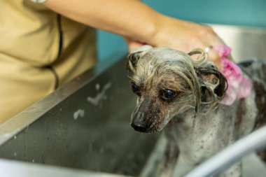 Kuaförde şampuanla duş alan Çin armalı bir köpeğin komik portresi. Köpeği yıkayan bir tımarcı. Profesyonel hayvan bakımı.