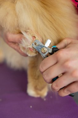 Eller makas pençeler kedi, doktor kedi pençeleri kırpıyor. Groomer kedi pençesi keser. Profesyonel hayvan bakımı.