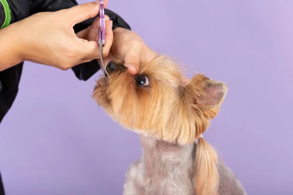 犬の美容室でグルーミングするためのテーブルの上のグルーマーヘアカットヨークシャーテリア はさみで犬の髪の毛の最終的なせん断のプロセス 犬の視点の銃口 — ストック写真