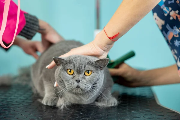 stock image two groomers holding the cat in an lying position while combing the fur. Professional pet care