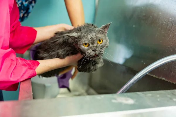 groomer washing Scottish cat in grooming salon. Cat bathing. Professional Care of the pets.