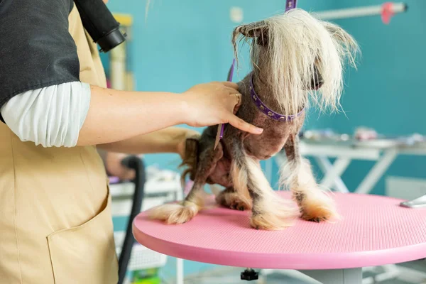 Crop unrecognizable pet hairdresser with brush combing fur of small chinese crested dog standing on bright fabric. . Professional pet care