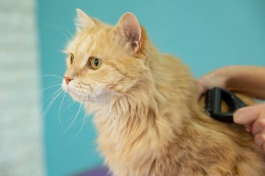 Turuncu kedi huysuz bir ifadeye sahipti ve sırtından taranırken kaçmak istedi. Kedi tüyü fırçası, hayvanlar için saç fırçası. İnsan eli kedinin saçını fırçalıyor.