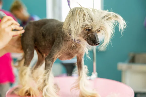 groomer brushing chinese crested dog on table in pet salon. professional animal care