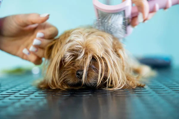 Grooming animals, drying and styling dogs, combing wool. Grooming master cuts and shaves, cares for a dog. Beautiful Yorkshire Terrier