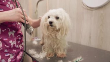 Elektrikli traş makinesi olan beyaz bir Maltese köpeğinin tımarı. Köpek tımar masasında duruyor ve tımar sırasında esniyor. hayvan bakımı ve bakım