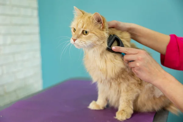 Orange cat had a disgruntled expression and wanted to flee as it was being combed through its head. Cat hair brush, combing hair brush for animals. Human hand brushing the cat's hair